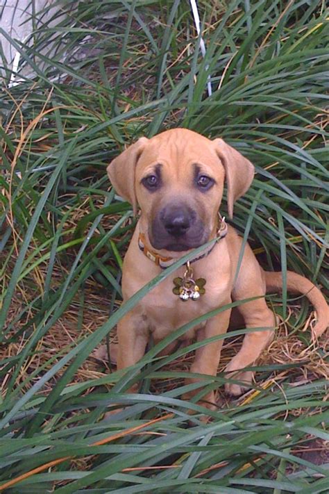 Such An Adorable Boy This Is My Friends Black Mouth Cur Riley When