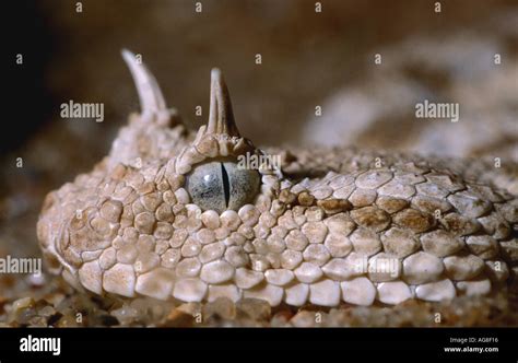 Desert Horned Viper Cerastes Cerastes Stock Photo Alamy