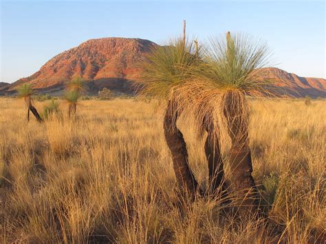 Xanthorrhoea Thorntonii Desert Grass Tree Nathan Johnson Flickr