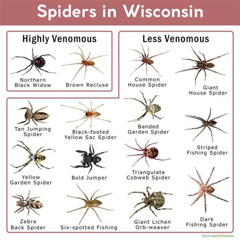 These spiders make huge orb webs that look fragile, but are actually strong and very efficient hunting tools. Spiders in Wisconsin: List with Pictures