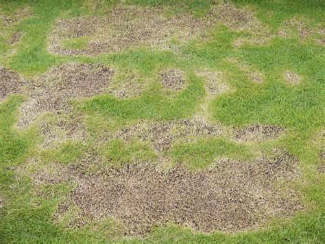 Dormant Grass Vs Dead Grass Three Ways To Spot The Differences
