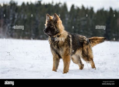 Young Long Haired German Shepherd Dog Alsatian Dog Standing In The