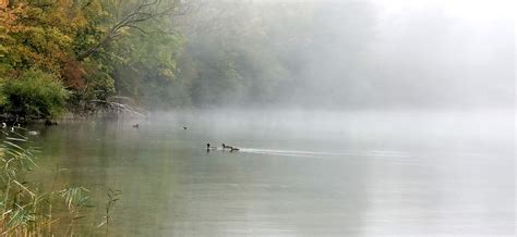 Ducks In The Fog Lake Fall Free Photo On Pixabay