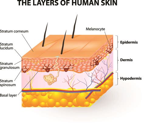 How Vesiderm Yolk Lecithin Liposomes Gives You Healthy Skin Vesiderm