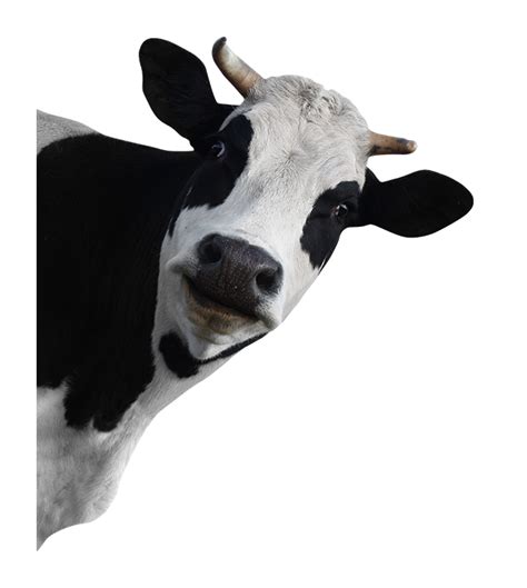 Cow Png Transparent Image Download Size 650x726px