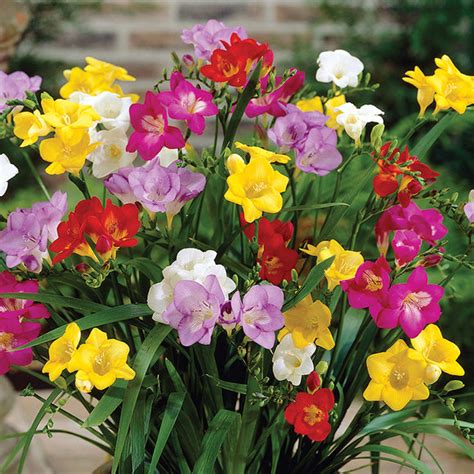 Mixed Freesia 15 Bulbs