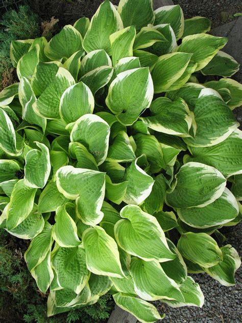 My Hostas Do Better In Full Sun Hostas Succulents Wellness Gardening