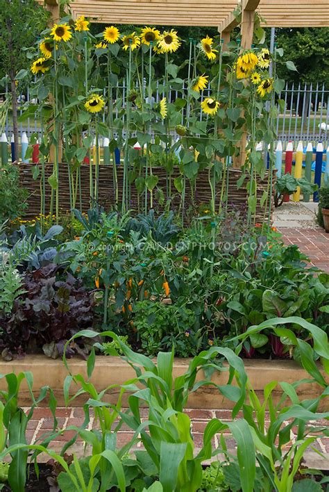 Looking for an extendable bed your kid can use for years? Vegetable garden with sunflowers and fence made of ...