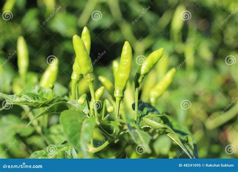 Green Chili Plant Stock Image Image Of Spicy Farm Plant 48241095