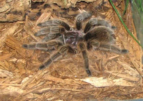How To Care For And Feed Rose Hair Tarantulas Abdragons
