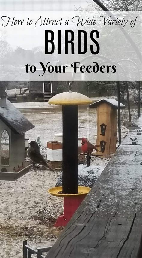 Ladybugs are beneficial insects that can eat hundreds of harmful pests each day! How to Attract a Wide Variety of Birds to Your Feeders in ...
