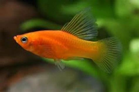 The Top 7 Fish For Kids Fish Tank For Kids Kids