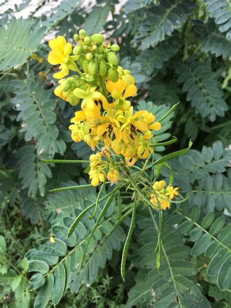 Plant Profile Wild Senna Senna Marilandica Dyck Arboretum