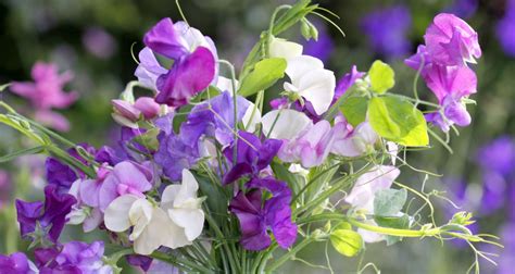 Grow Sweet Peas From Seed Country Garden Uk