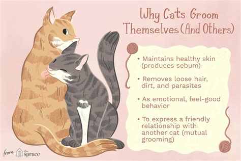 Here S Why Cats Groom Themselves