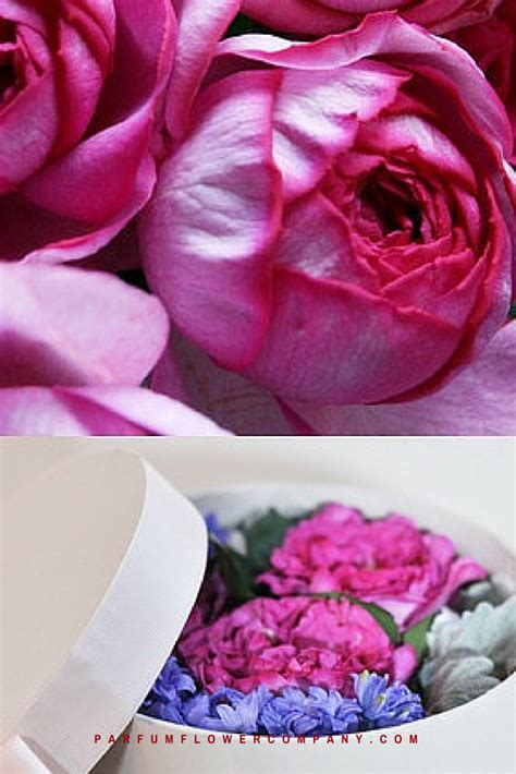 When received, cut the stems and place the roses in water but do not remove the protective cardboard and sleeve of rose yves piaget for at least 4 hours. Rose Yves Piaget