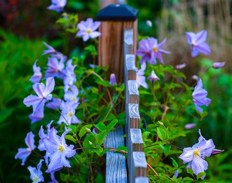 Check spelling or type a new query. clematis Blekitny Aniol (Blue Angel) adorns both sides of ...