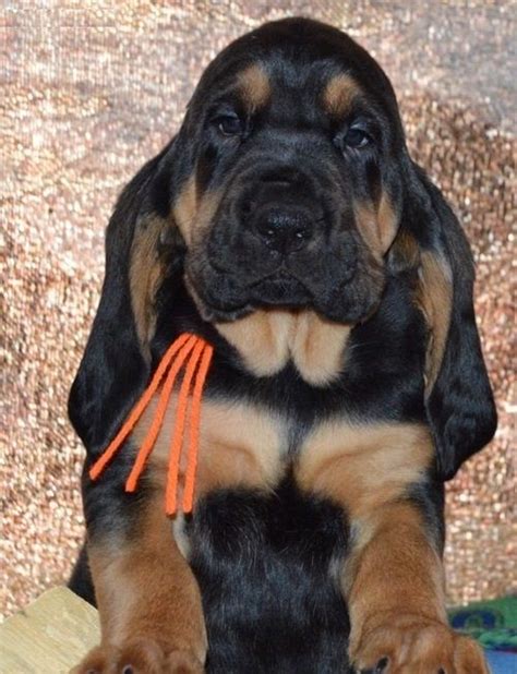 Puppies are ready to go home after the selection process. Bloodhound Puppies For Sale | Louisville, KY #200295