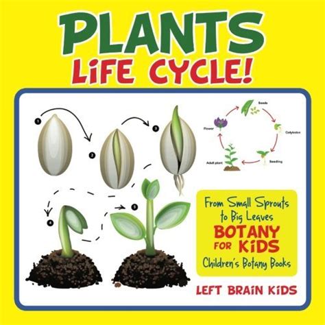 Printable Botany Projects For Kids And Learning Leaf Activities The