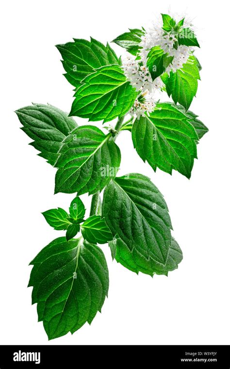 Peppermint Mentha Piperita High Resolution Stock Photography And Images