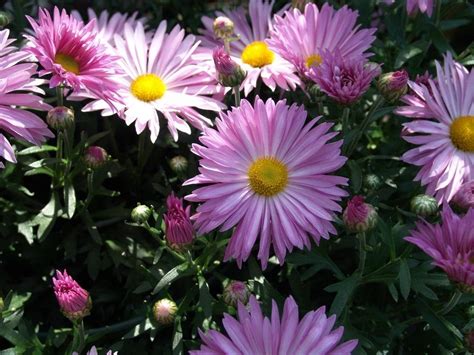 Photo Of The Bloom Of Mum Chrysanthemum X Morifolium Mammoth™ Dark