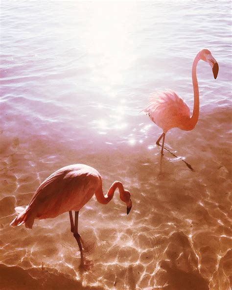 Cute Aesthetic Flamingo Wallpaper