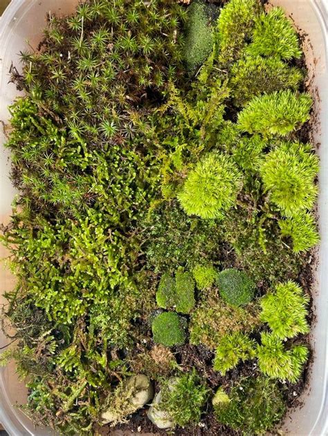 Reddit - Mosses - My moss & sedum garden in 2022 | Sedum garden, Sedum ...