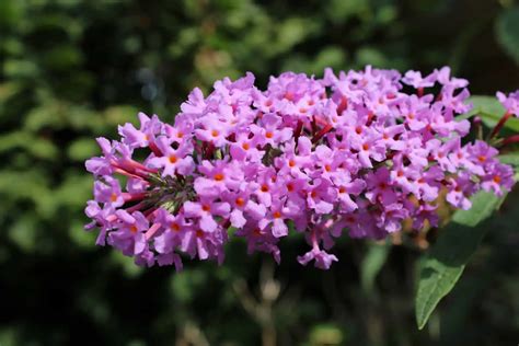 Dwarf Butterfly Bush Varieties What You Need To Know