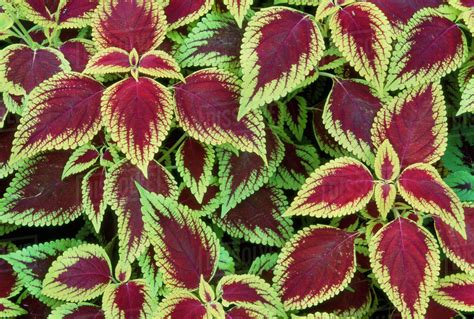Variegated Leaves With Red Centres Atlantic Forest Brazil Stock