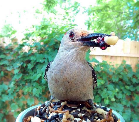 woman sets up tiny feeder cam to capture close ups of birds eating in her backyard bird photo