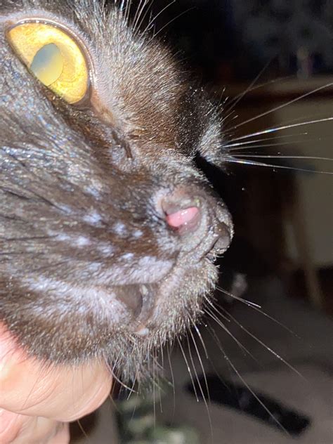 Help I Think My Cat Has A Nasal Polyp He Has Been Getting Treated For
