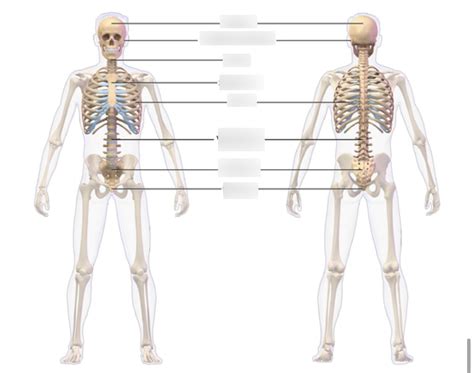 Axial Skeleton Diagram Quizlet