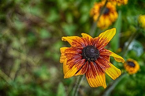 Download 14 closeup image gazania flower images and stock photos. Gazania Flowers Free Stock Photo - Public Domain Pictures