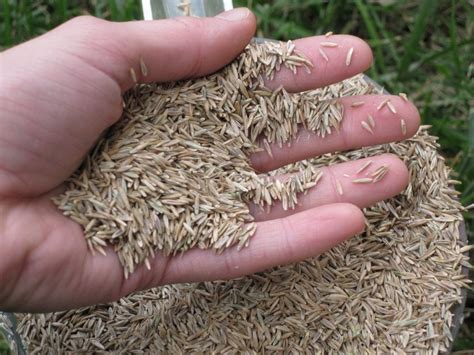 Chepica natural 4 mil el m2 instalado más la tierra de hoja para la instalación. ¿Sabe para qué sirven las Semillas de Pasto? Descúbralo aquí