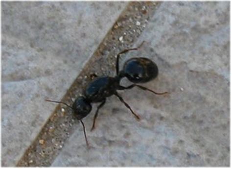 Diese befindet sich in der regel im nest. Natürliche Ameisenbekämpfung in Haus und Garten - Die ...