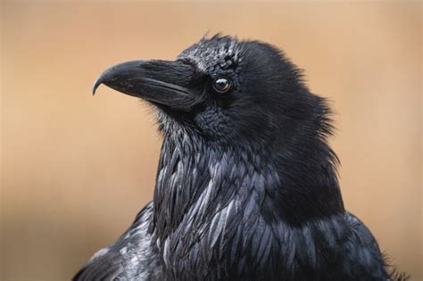 Crows Perform Yet Another Skill Once Thought Distinctively Human Scientific American