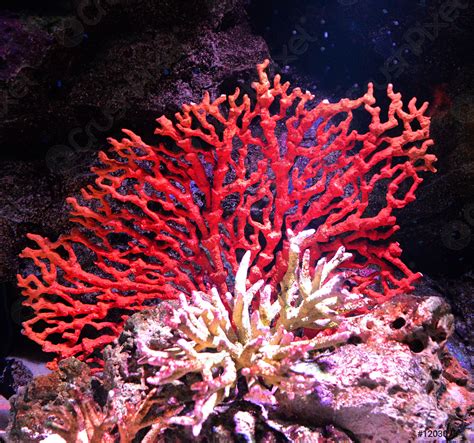 Amazing Red Coral