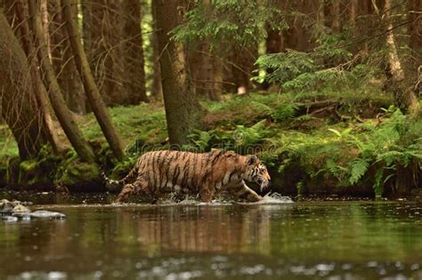 The Siberian Tiger Amur Tiger Panthera Tigris Altaica Stock Image