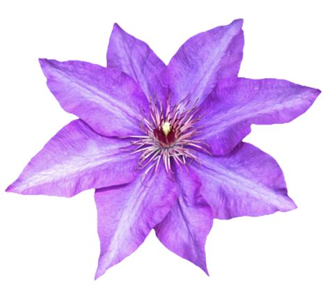 All png & cliparts images on nicepng are best quality. transparent-flowers: Transparent Purple Clematis. (x ...