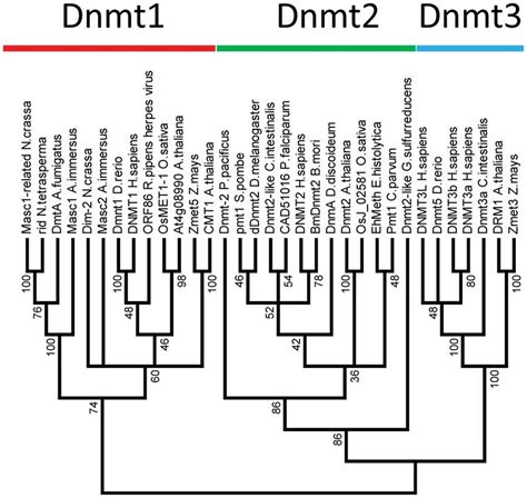 Consensus Phylogenetic Tree Of The Eukaryotic Dna Cytosine C5 Mtases
