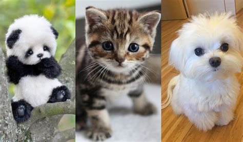 Top 30 Cutest Animals