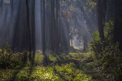 Sunbeams Shine Through The Trees In A Forest