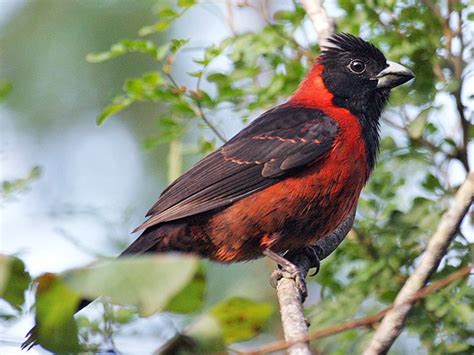 Crimson Collared Grosbeak Ebird