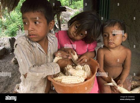 Los Niños Campesinos Guatemaltecos Trillan Maíz En Su Casa En Tesoro