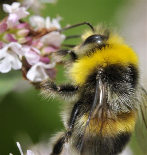 Can you take your last swipe back? Fluffy Bumble Bee | carolineCCB | Flickr