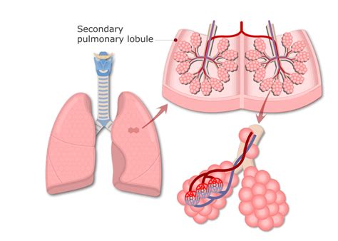 Lung Alveoli Anatomy And Labeled Diagram Getbodysmart