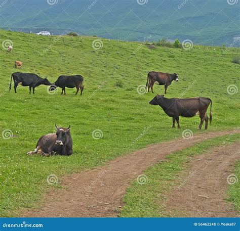 The Grazing Cows Stock Photo Image Of Holiday Caucasus 56462248
