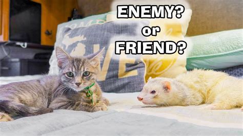 Ferrets Meet A Kitten For The 1st Time Youtube