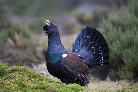 10 Native Scottish Animals And Where You Can Find Them Around The