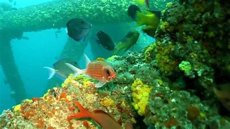 Coral Reef Fish Sea Life Corals Hd Youtube